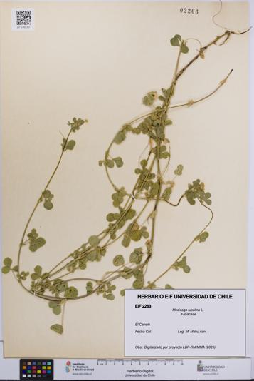 Medicago lupulina [Espécimen: UCH:EIF:0002263]