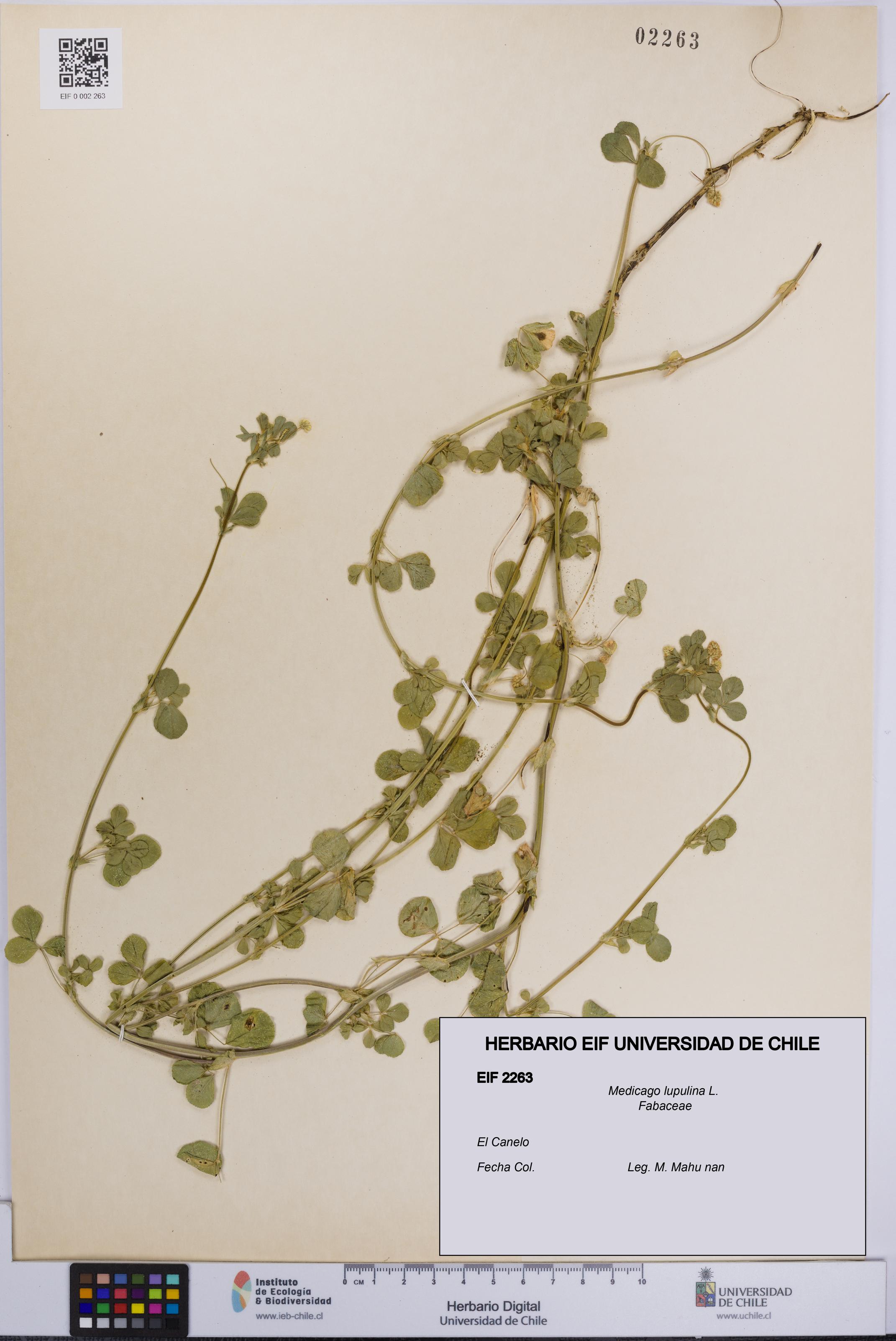 Medicago lupulina [Espécimen: UCH:EIF:0002263]