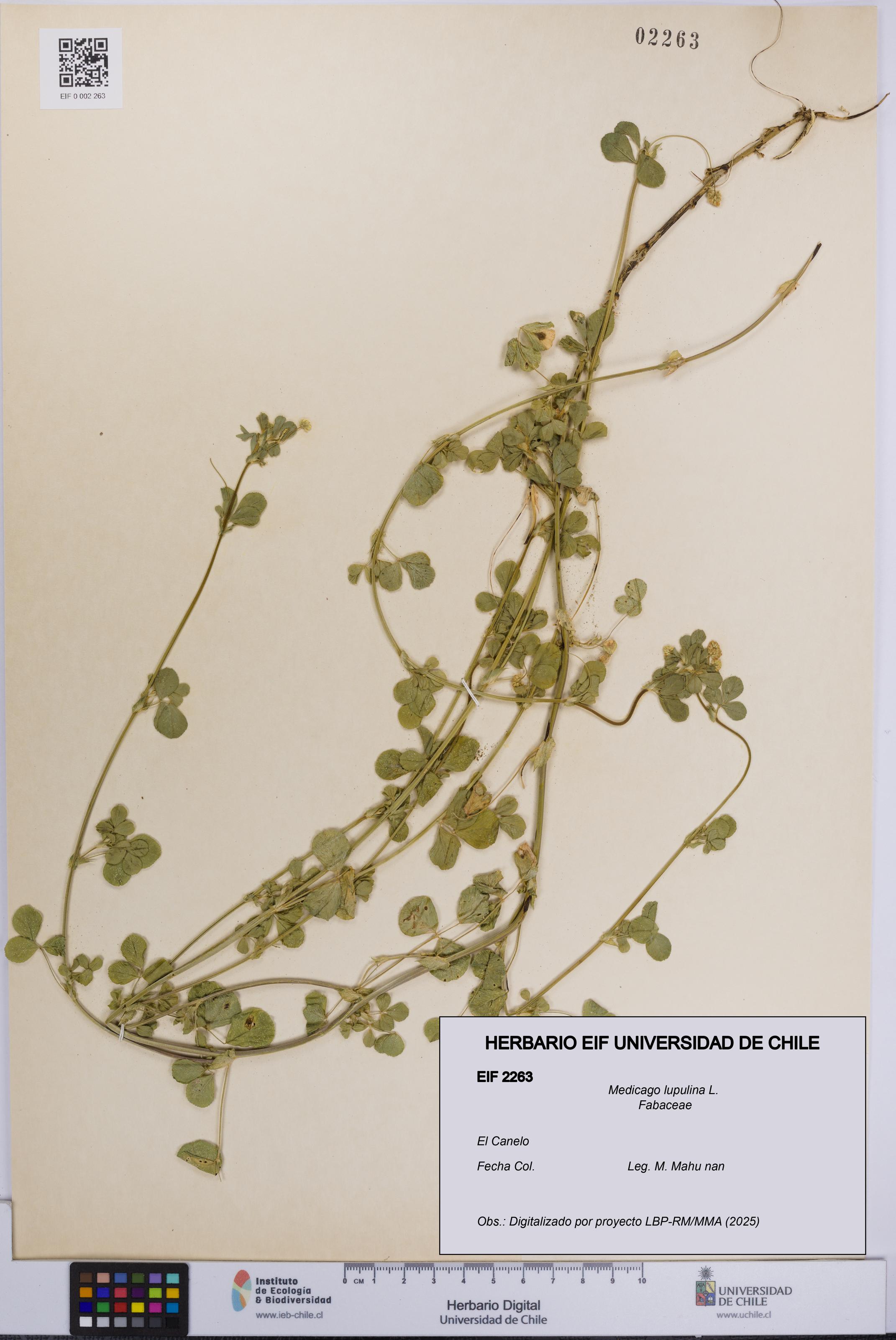 Medicago lupulina [Espécimen: UCH:EIF:0002263]