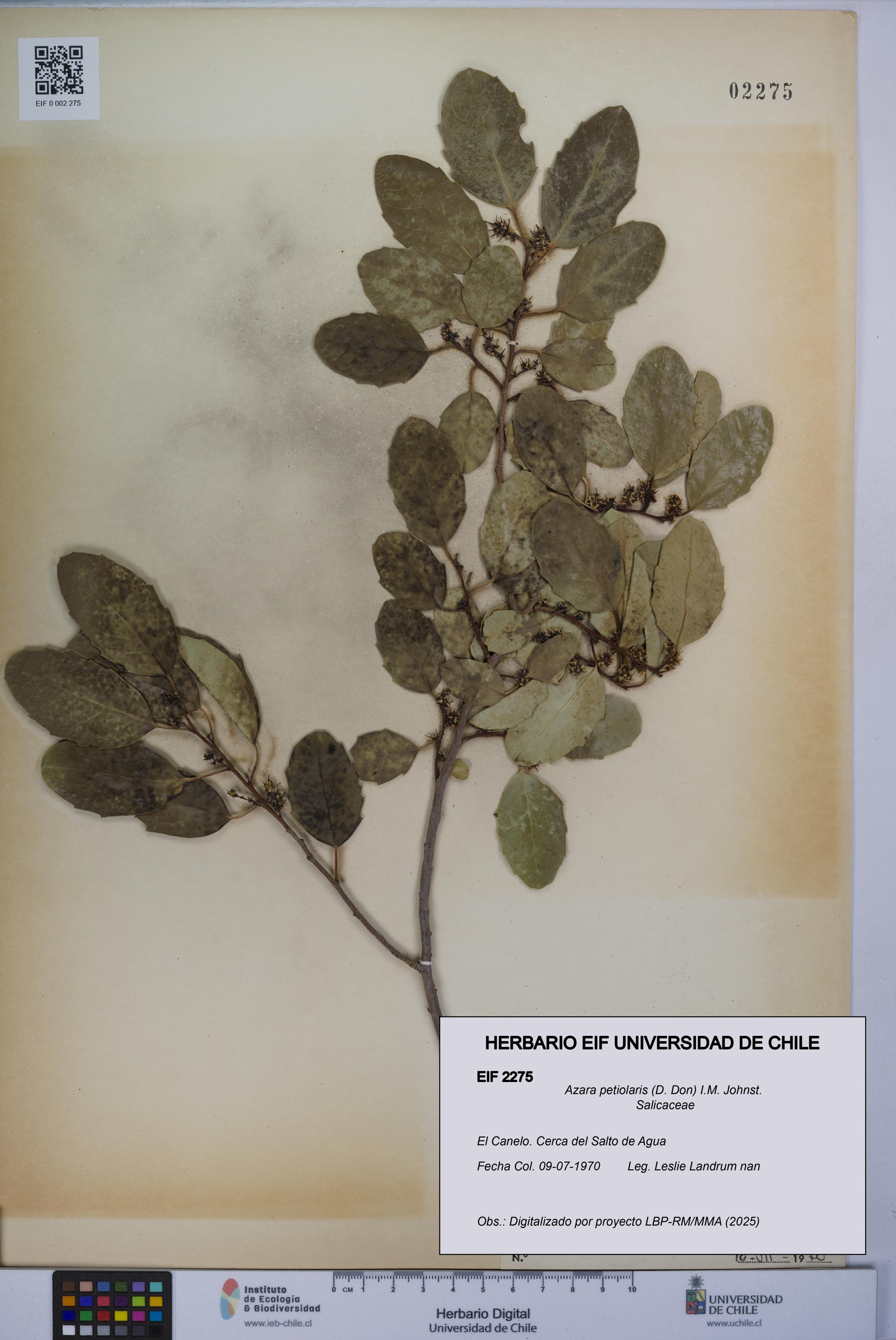 Azara petiolaris [Espécimen: UCH:EIF:0002275]