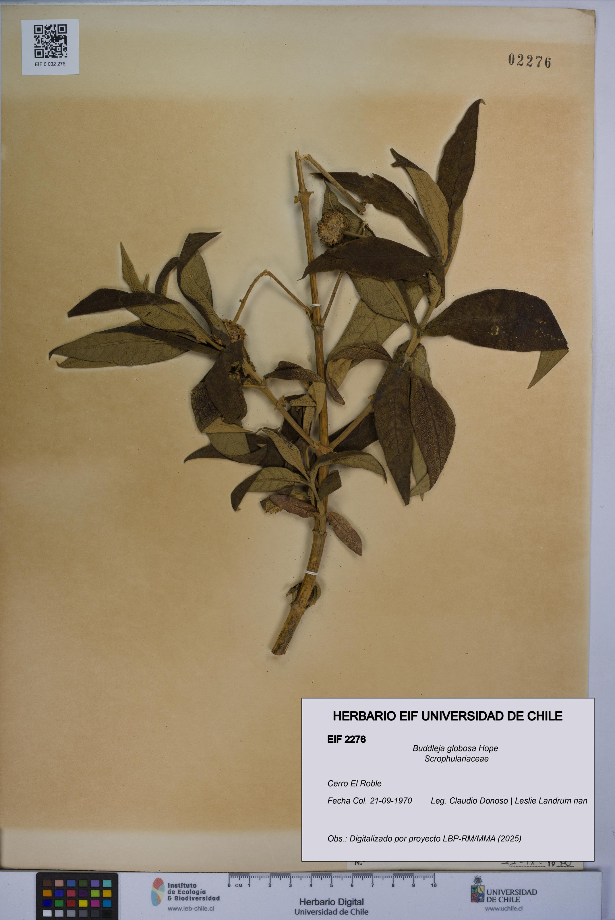 Buddleja globosa [Espécimen: UCH:EIF:0002276]