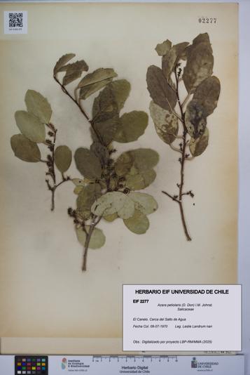 Azara petiolaris [Espécimen: UCH:EIF:0002277]