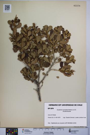 Escallonia myrtoidea [Espécimen: UCH:EIF:0002278]