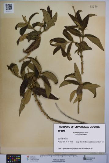 Buddleja globosa [Espécimen: UCH:EIF:0002279]