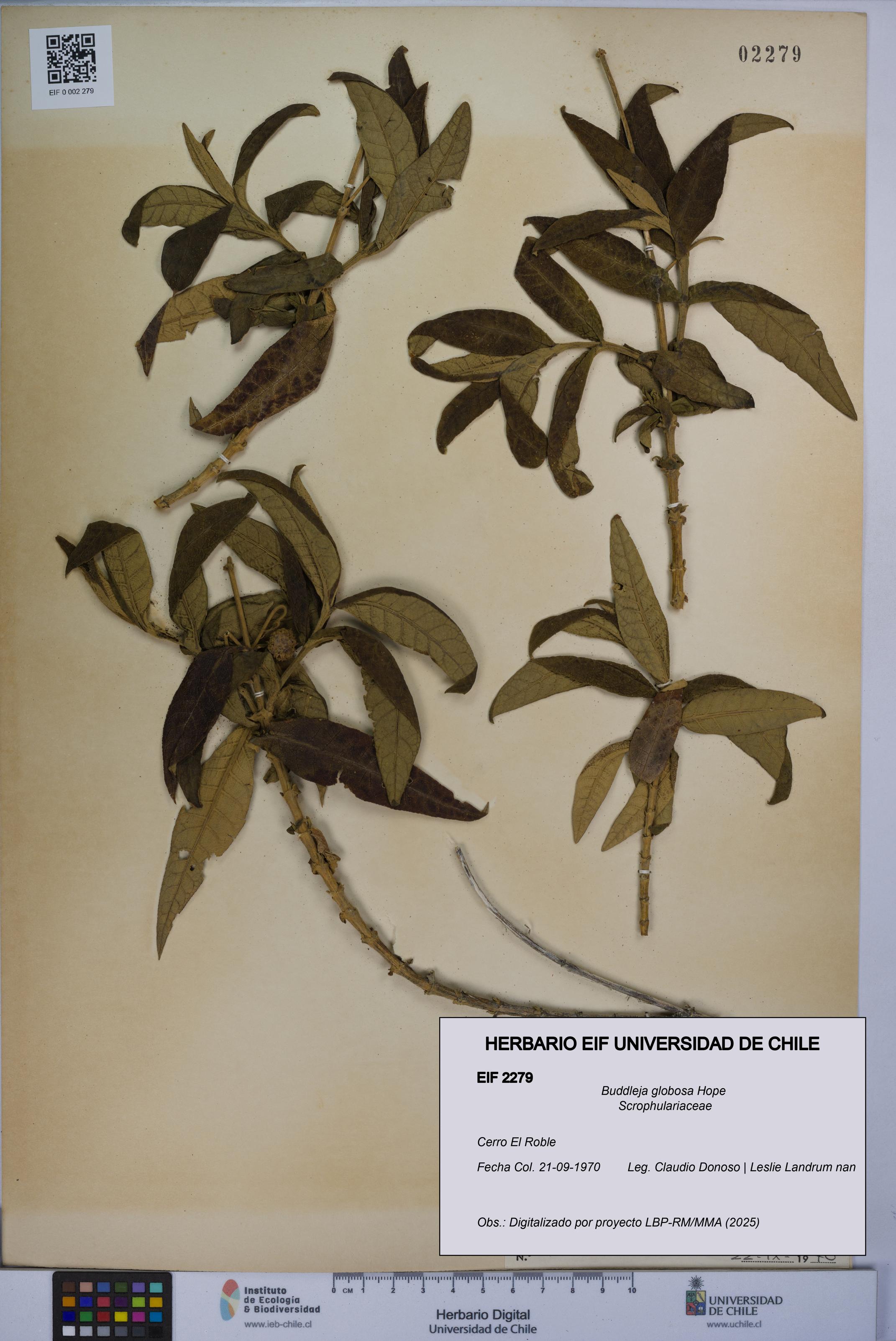 Buddleja globosa [Espécimen: UCH:EIF:0002279]