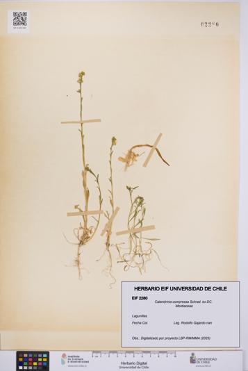 Calandrinia compressa [Espécimen: UCH:EIF:0002280]