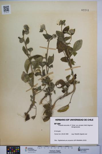 Phacelia secunda var. pinnata [Espécimen: UCH:EIF:0002281]