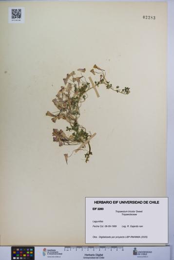 Tropaeolum tricolor [Espécimen: UCH:EIF:0002283]