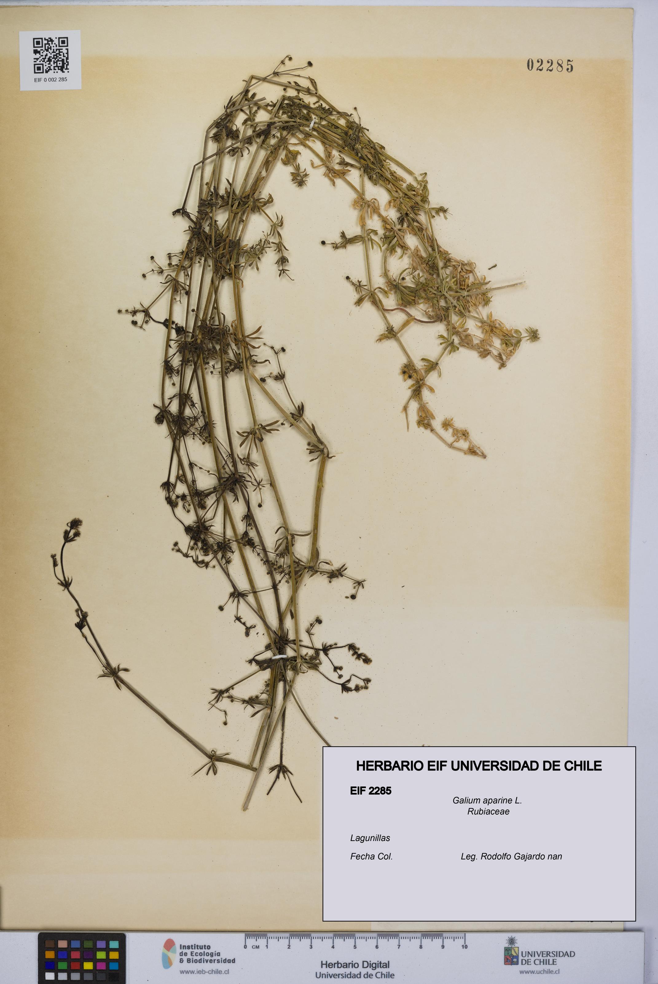 Galium aparine [Espécimen: UCH:EIF:0002285]