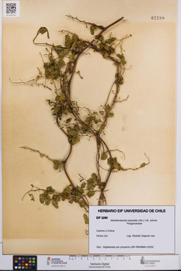 Muehlenbeckia hastulata [Espécimen: UCH:EIF:0002290]