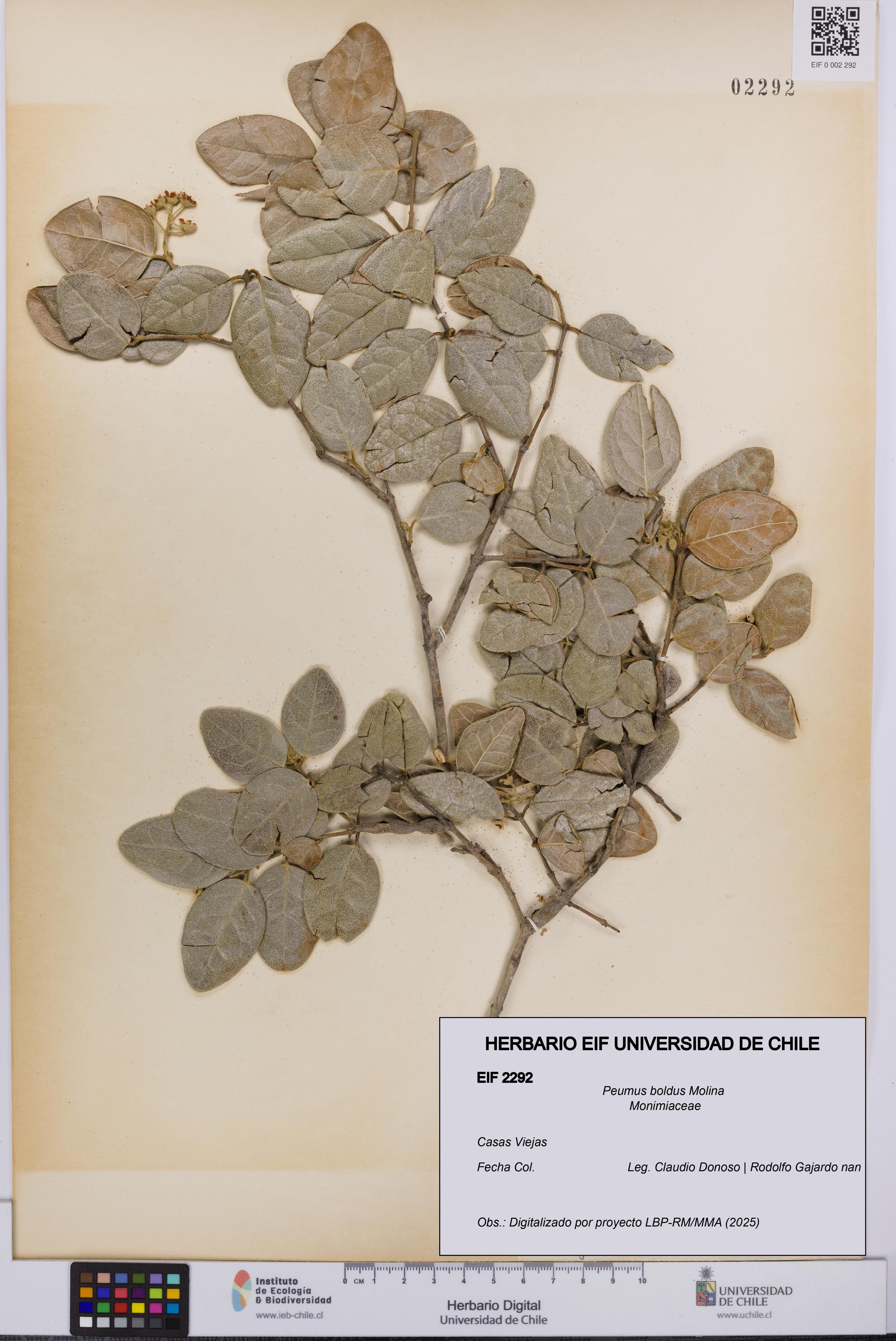 Peumus boldus [Espécimen: UCH:EIF:0002292]