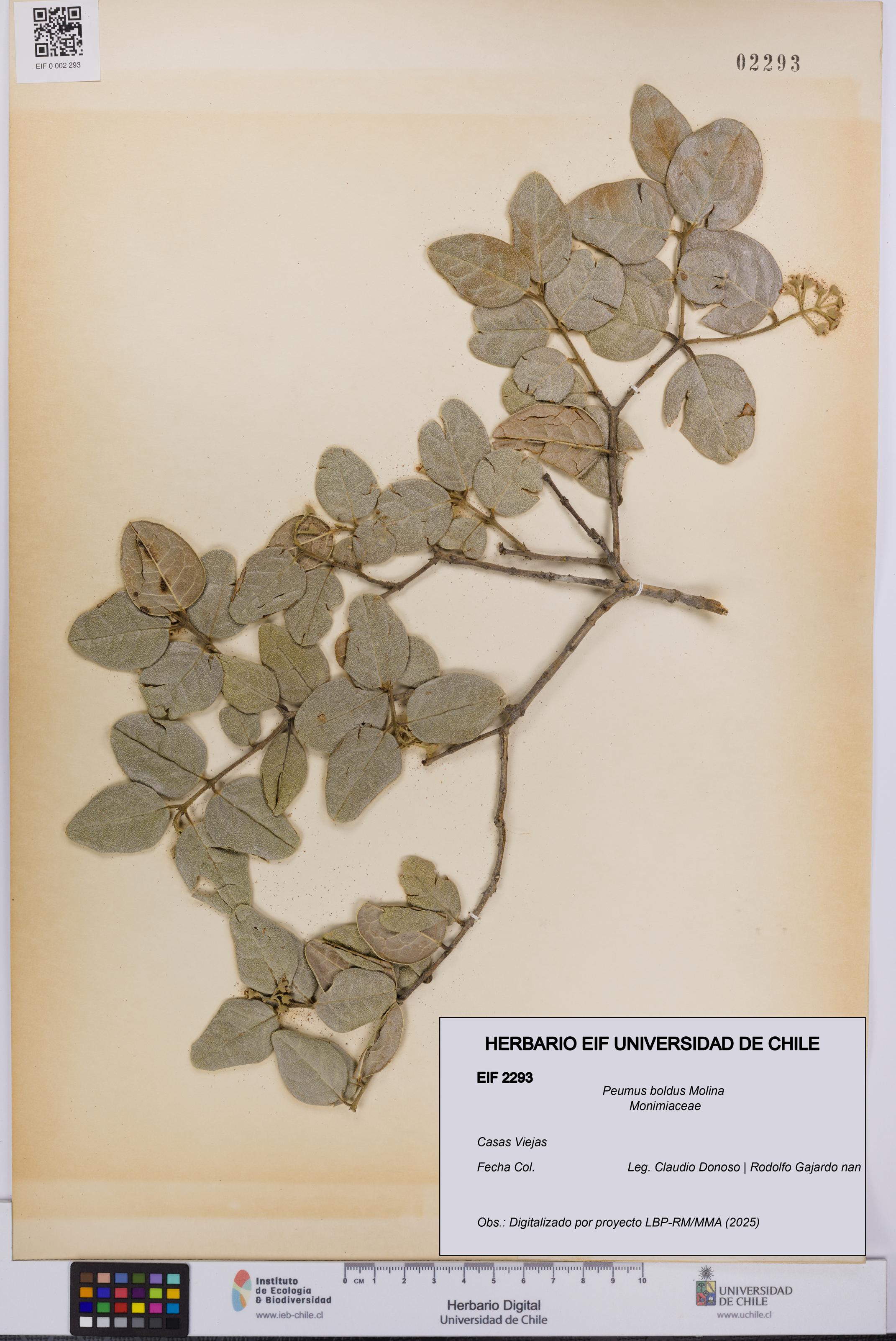 Peumus boldus [Espécimen: UCH:EIF:0002293]