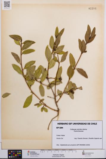 Colliguaja odorifera [Espécimen: UCH:EIF:0002294]