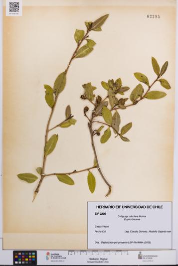 Colliguaja odorifera [Espécimen: UCH:EIF:0002295]