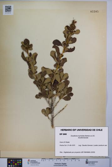 Escallonia myrtoidea [Espécimen: UCH:EIF:0002305]