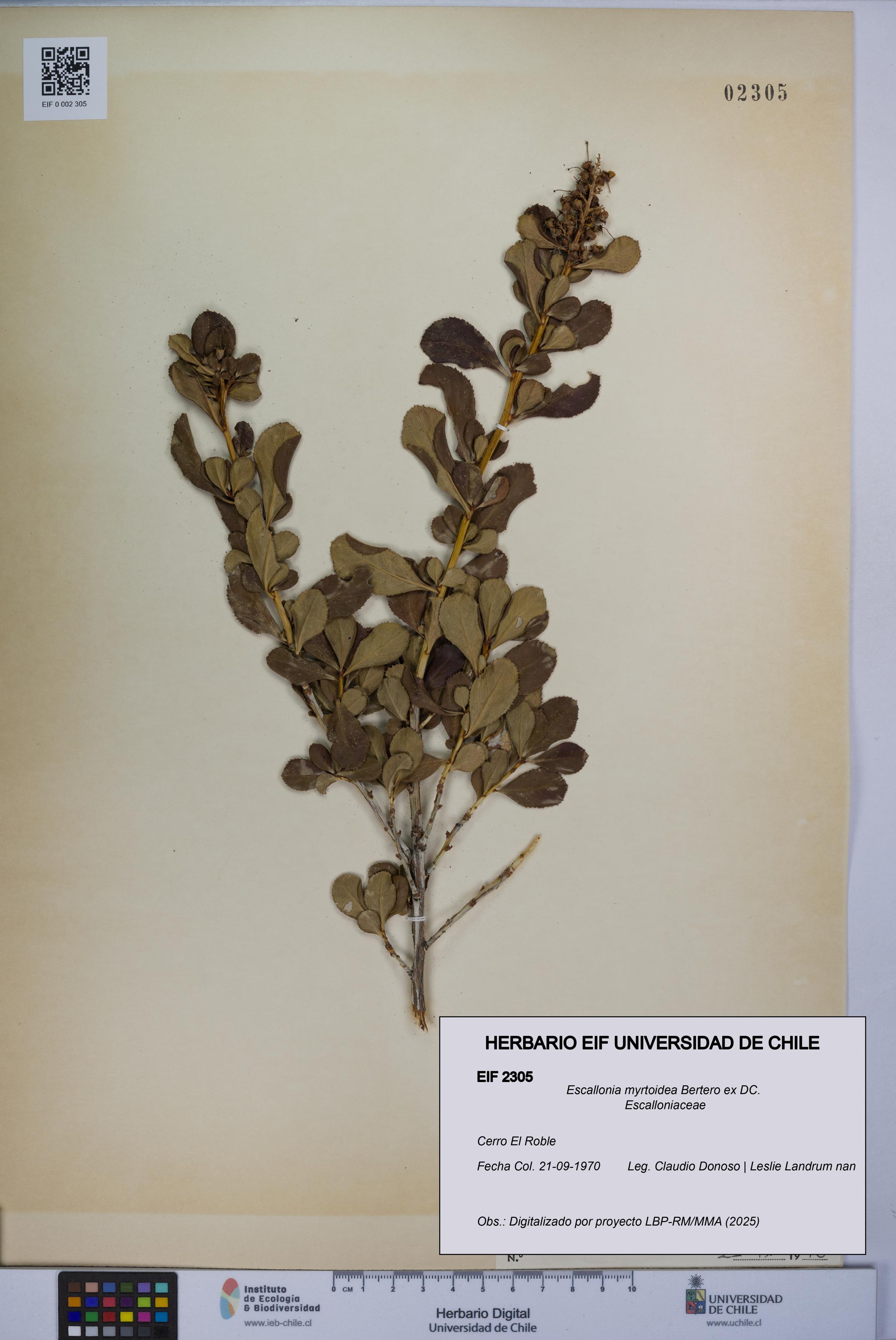 Escallonia myrtoidea [Espécimen: UCH:EIF:0002305]