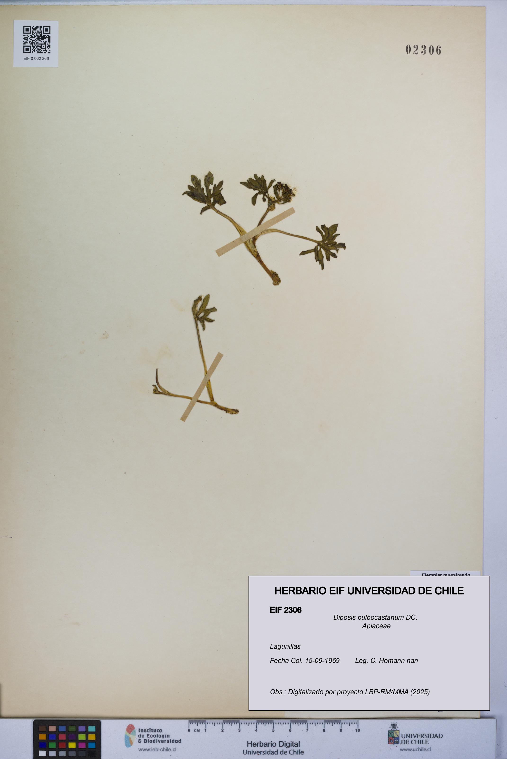 Diposis bulbocastanum [Espécimen: UCH:EIF:0002306]