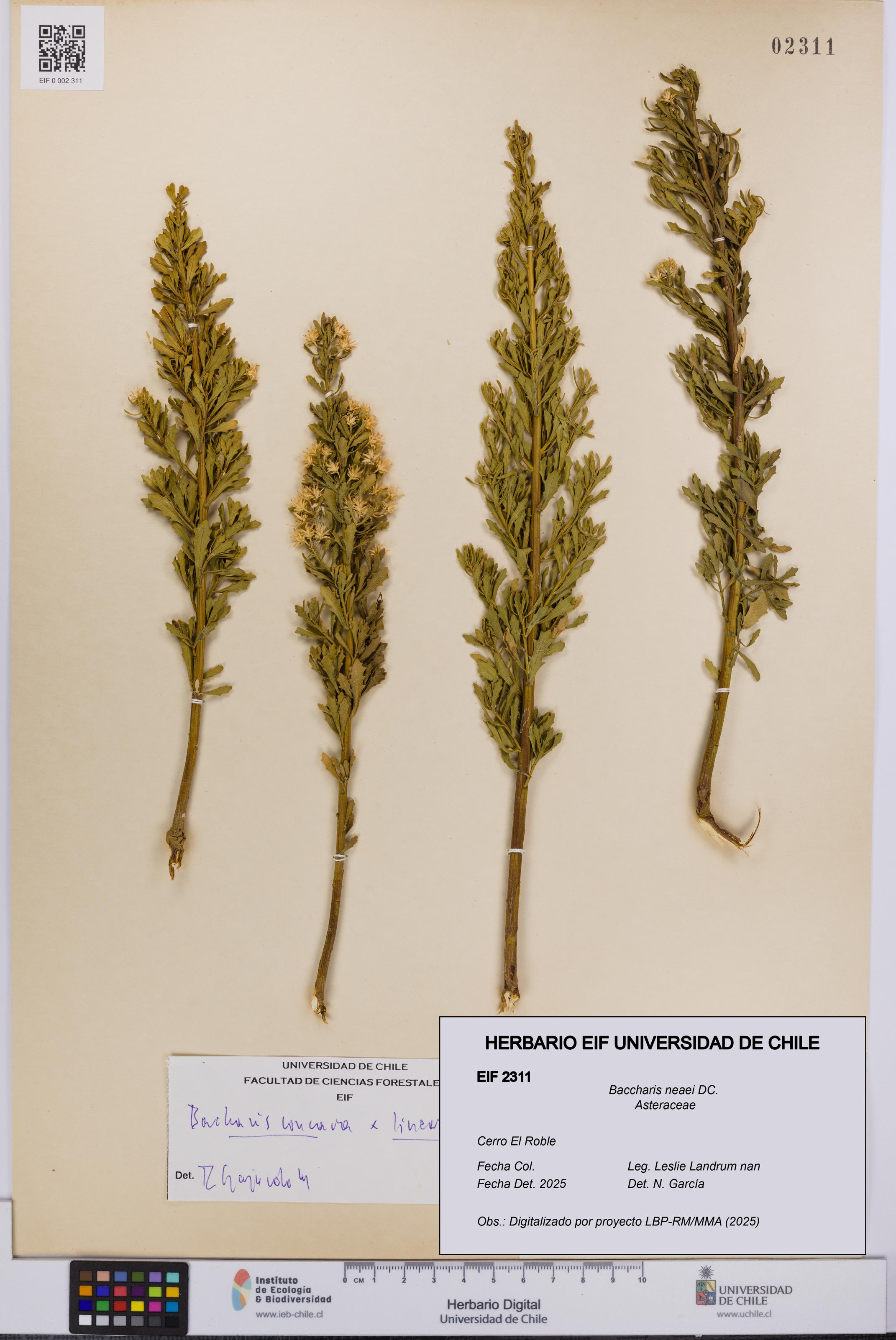 Baccharis neaei [Espécimen: UCH:EIF:0002311]