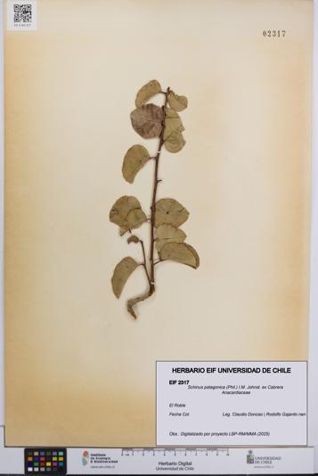 Schinus patagonica [Espécimen: UCH:EIF:0002317]