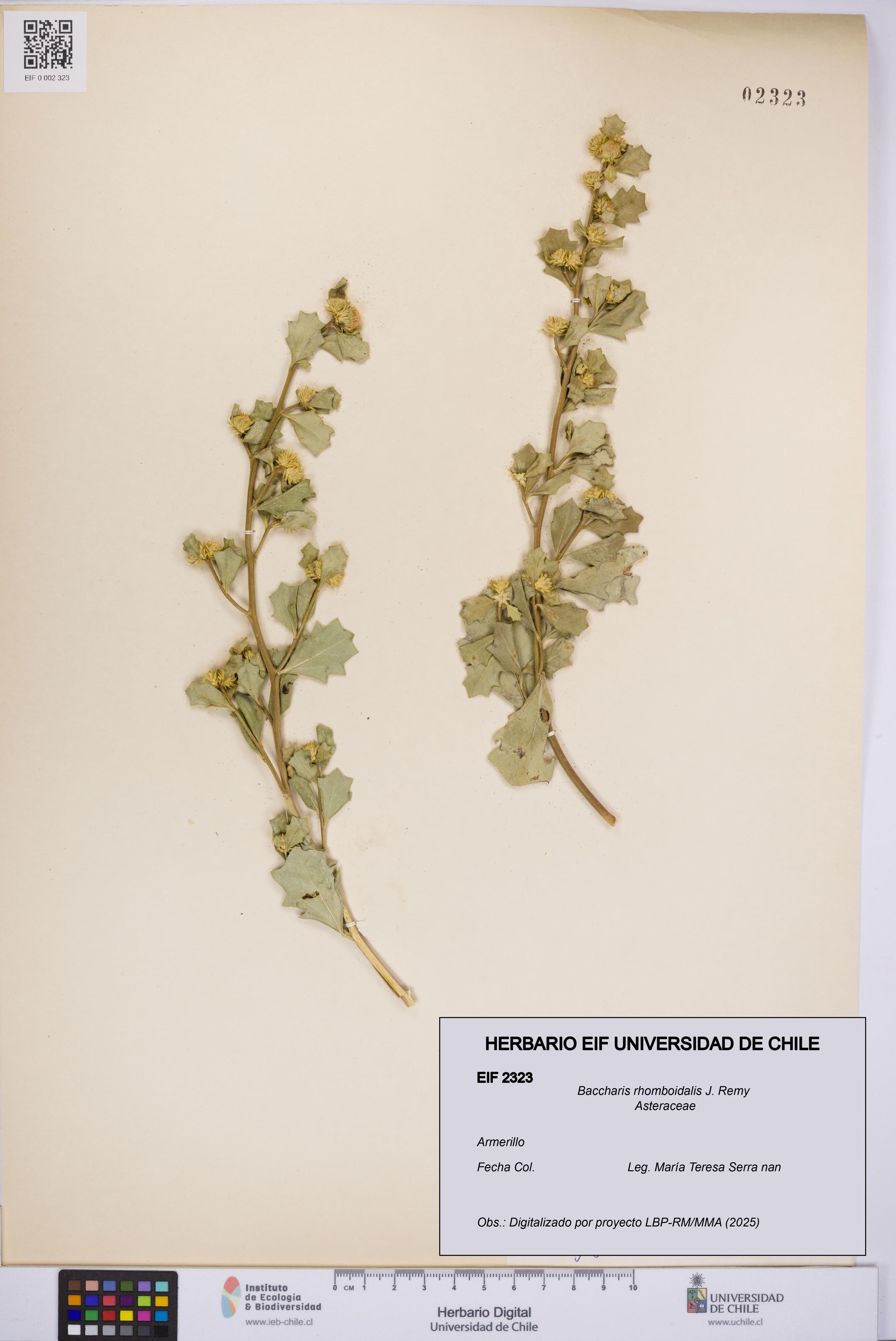 Baccharis rhomboidalis [Espécimen: UCH:EIF:0002323]