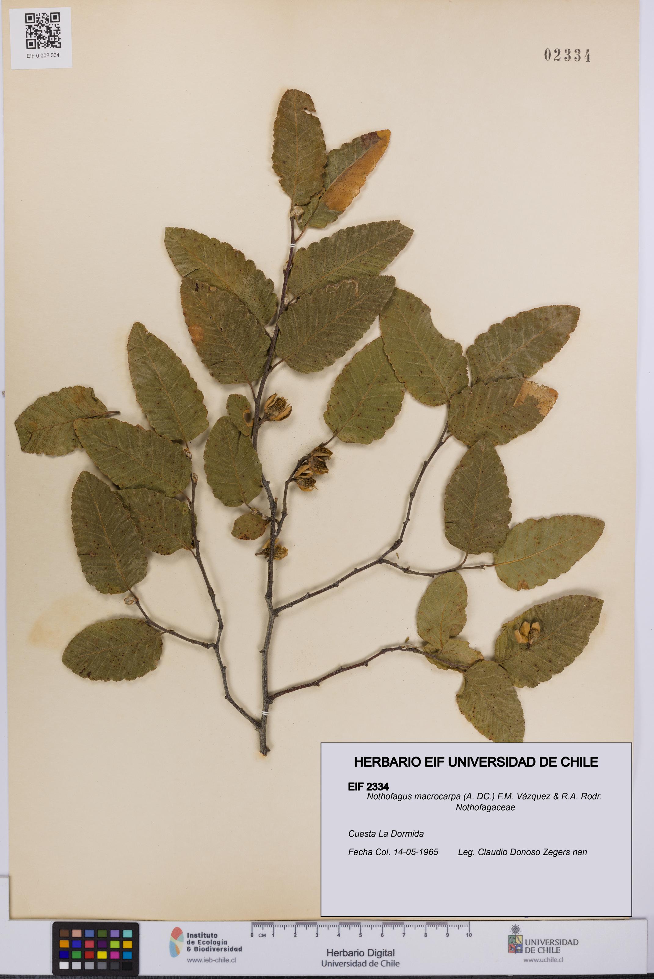 Nothofagus macrocarpa [Espécimen: UCH:EIF:0002334]