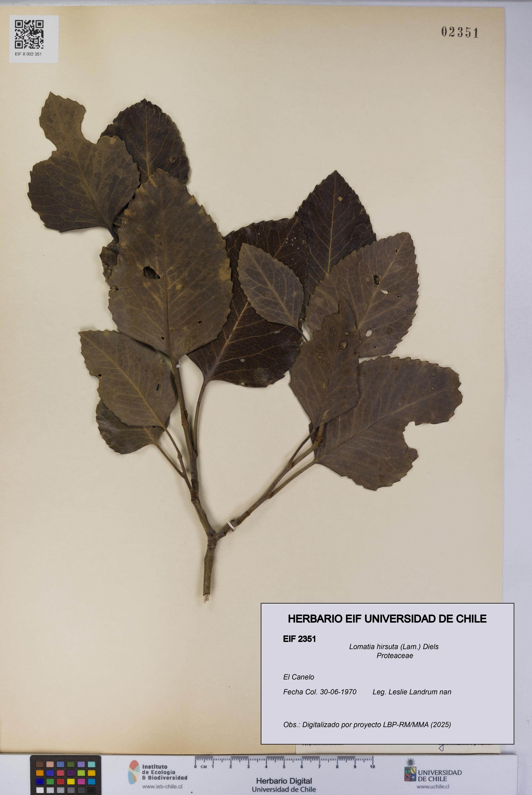 Lomatia hirsuta [Espécimen: UCH:EIF:0002351]