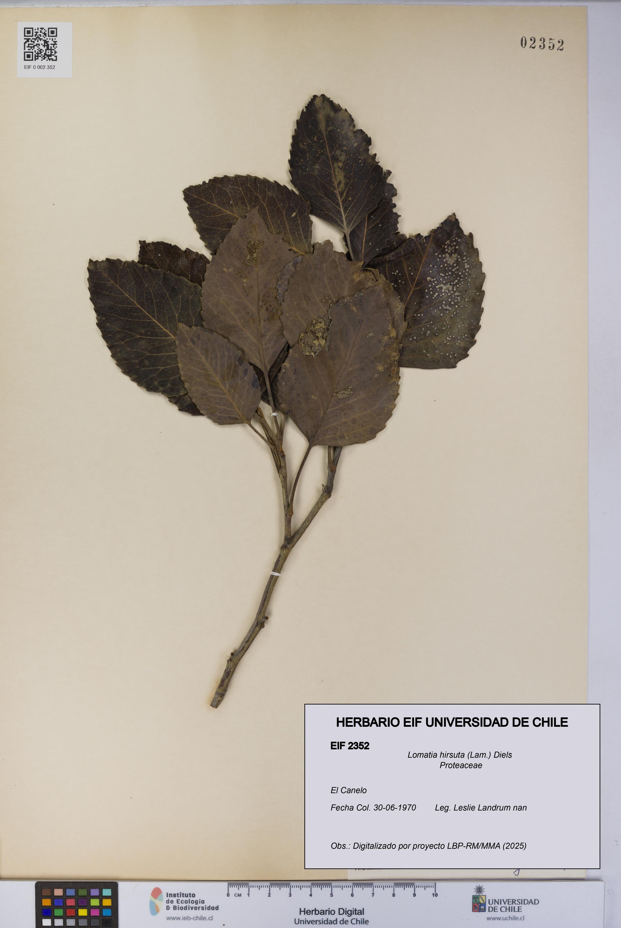 Lomatia hirsuta [Espécimen: UCH:EIF:0002352]