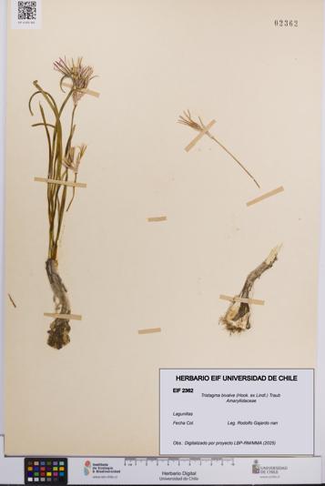 Tristagma bivalve [Espécimen: UCH:EIF:0002362]