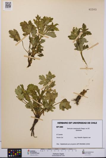 Sanicula crassicaulis [Espécimen: UCH:EIF:0002363]