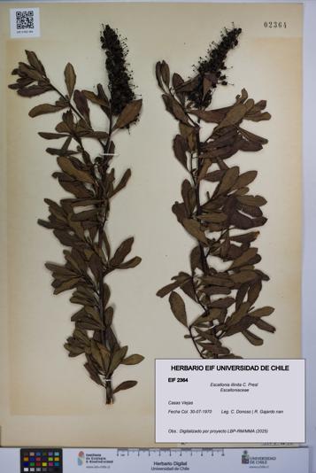 Escallonia illinita [Espécimen: UCH:EIF:0002364]