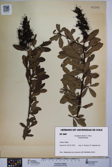 Escallonia illinita [Espécimen: UCH:EIF:0002365]