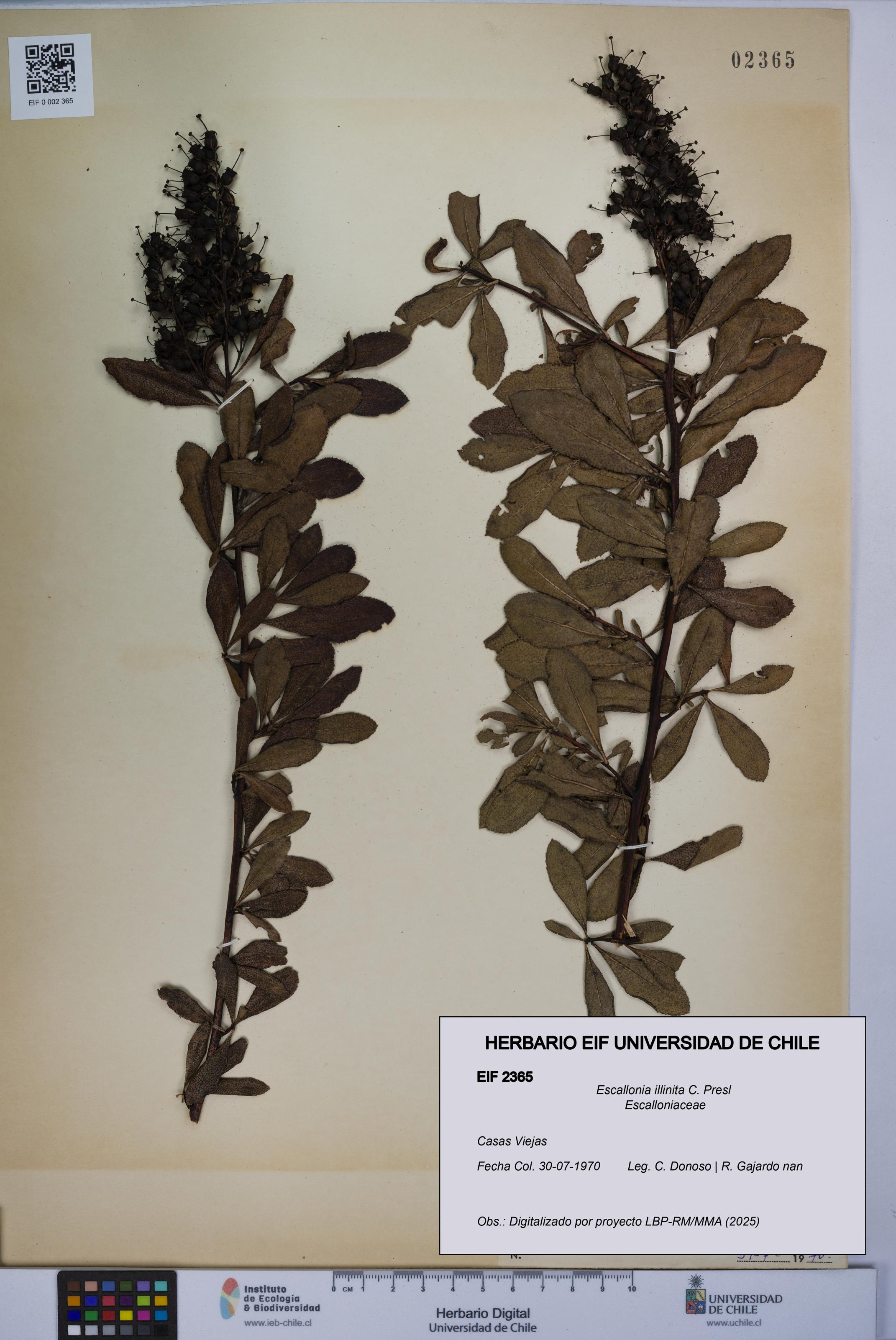 Escallonia illinita [Espécimen: UCH:EIF:0002365]