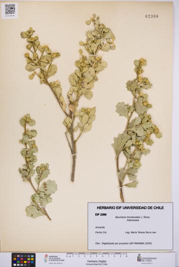Baccharis rhomboidalis [Espécimen: UCH:EIF:0002366]