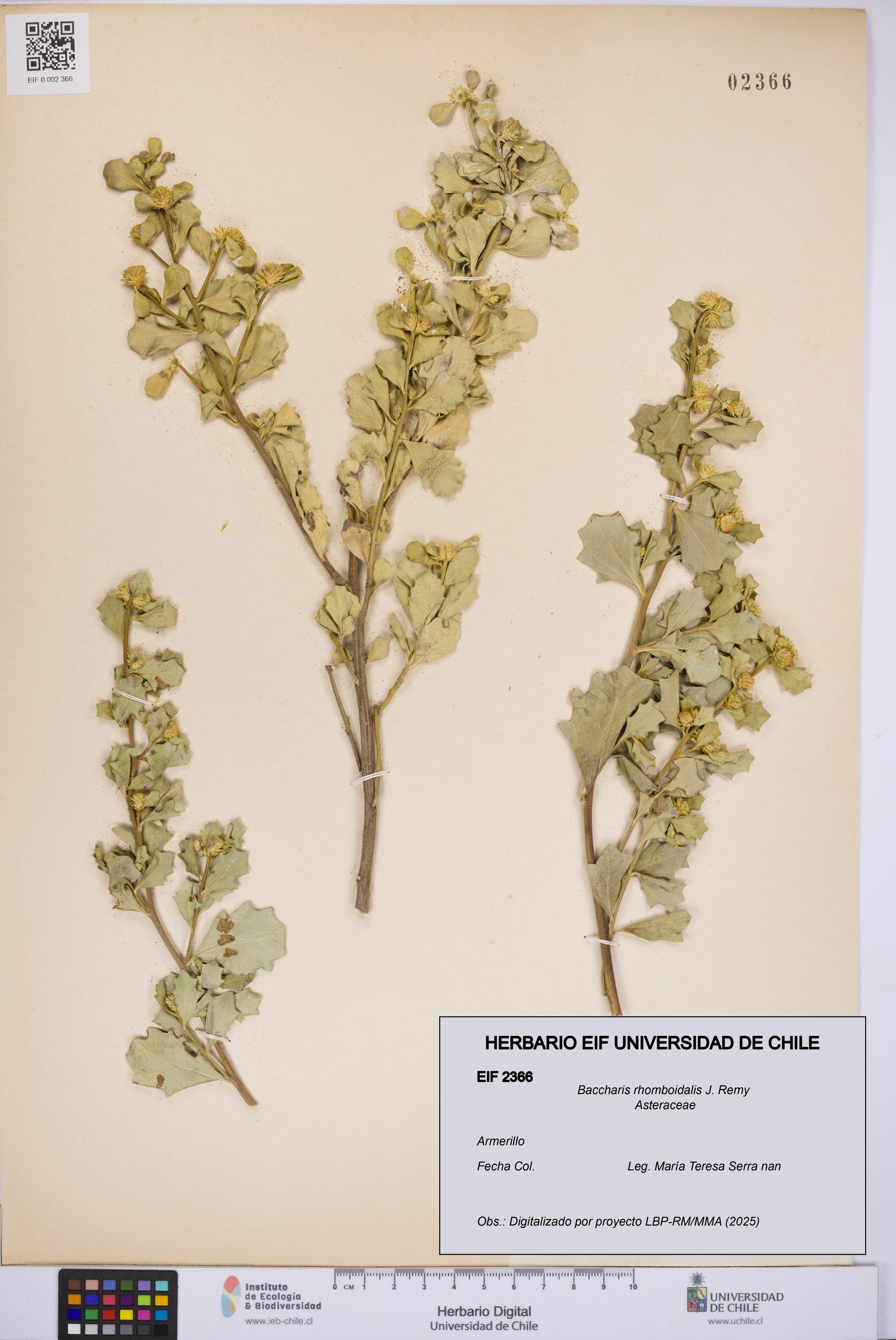 Baccharis rhomboidalis [Espécimen: UCH:EIF:0002366]