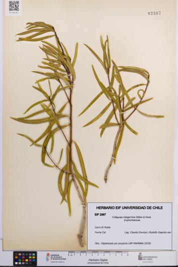 Colliguaja integerrima [Espécimen: UCH:EIF:0002367]