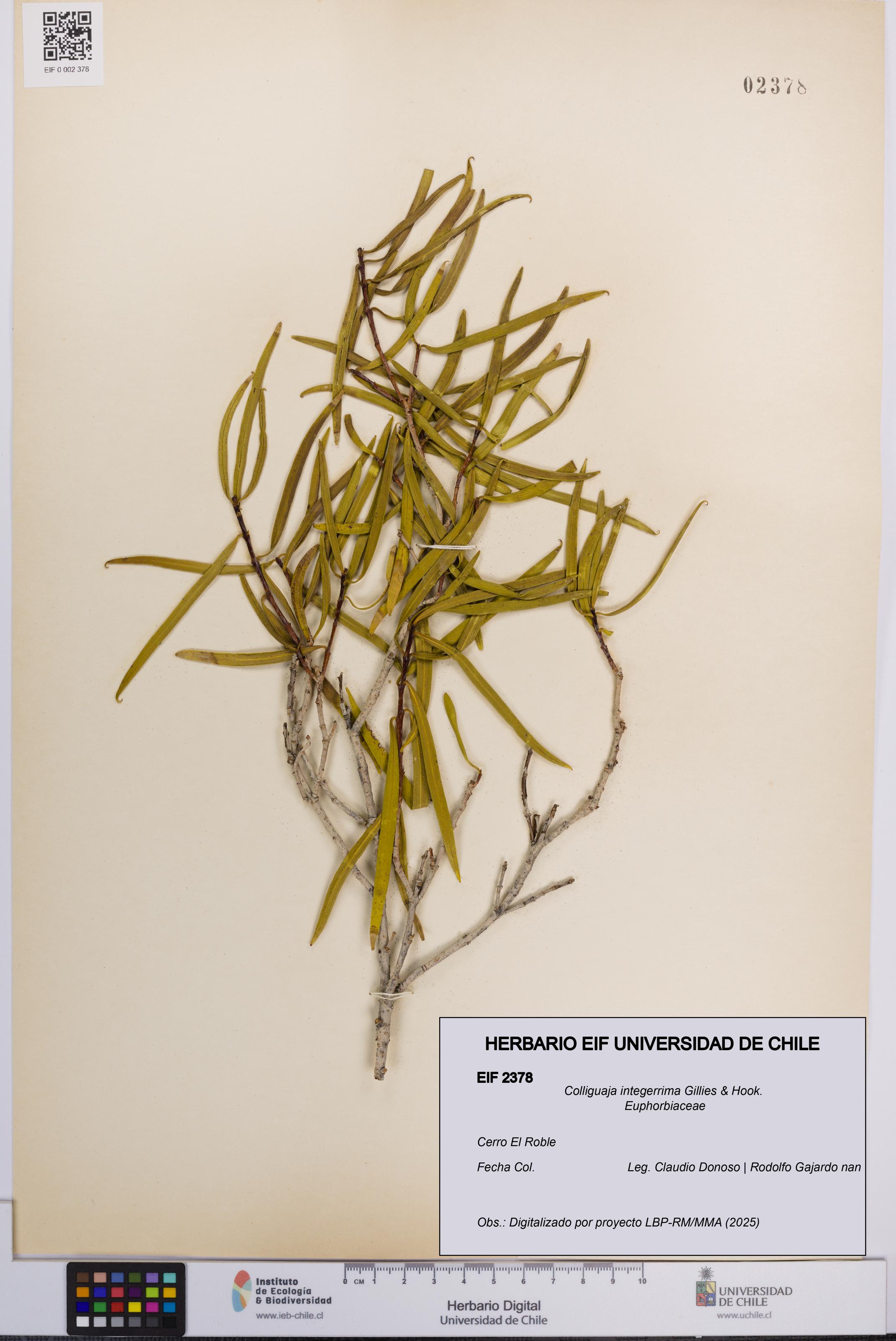 Colliguaja integerrima [Espécimen: UCH:EIF:0002378]