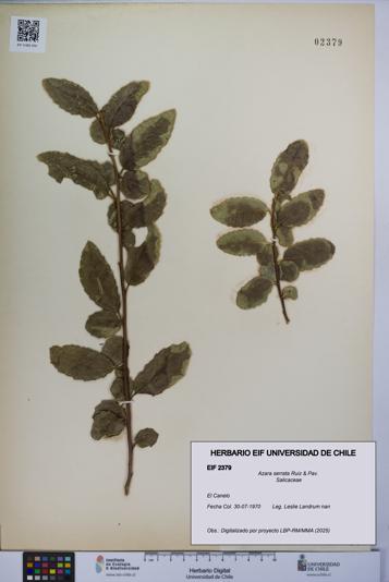 Azara serrata [Espécimen: UCH:EIF:0002379]