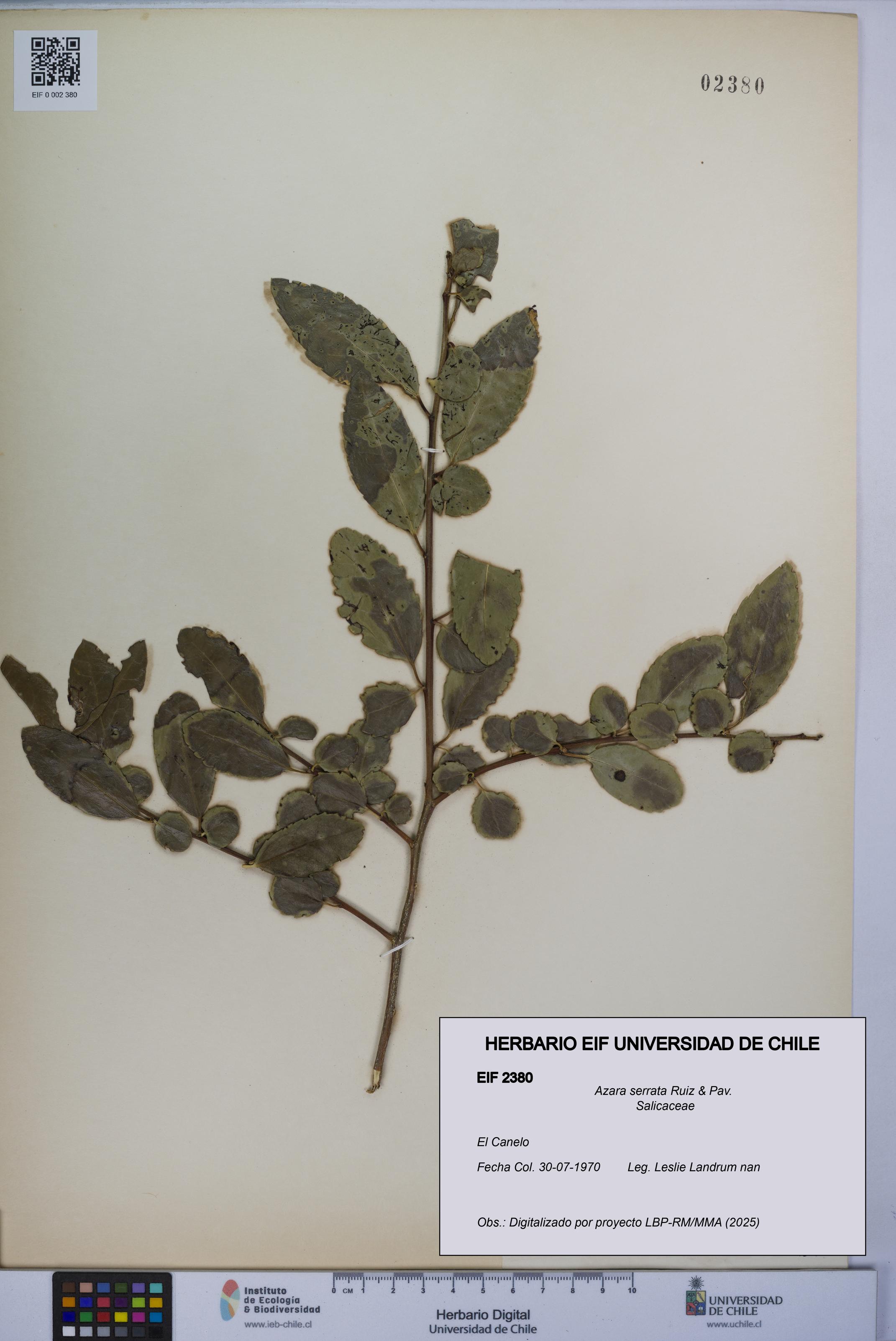 Azara serrata [Espécimen: UCH:EIF:0002380]