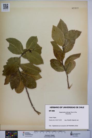 Kageneckia oblonga [Espécimen: UCH:EIF:0002382]