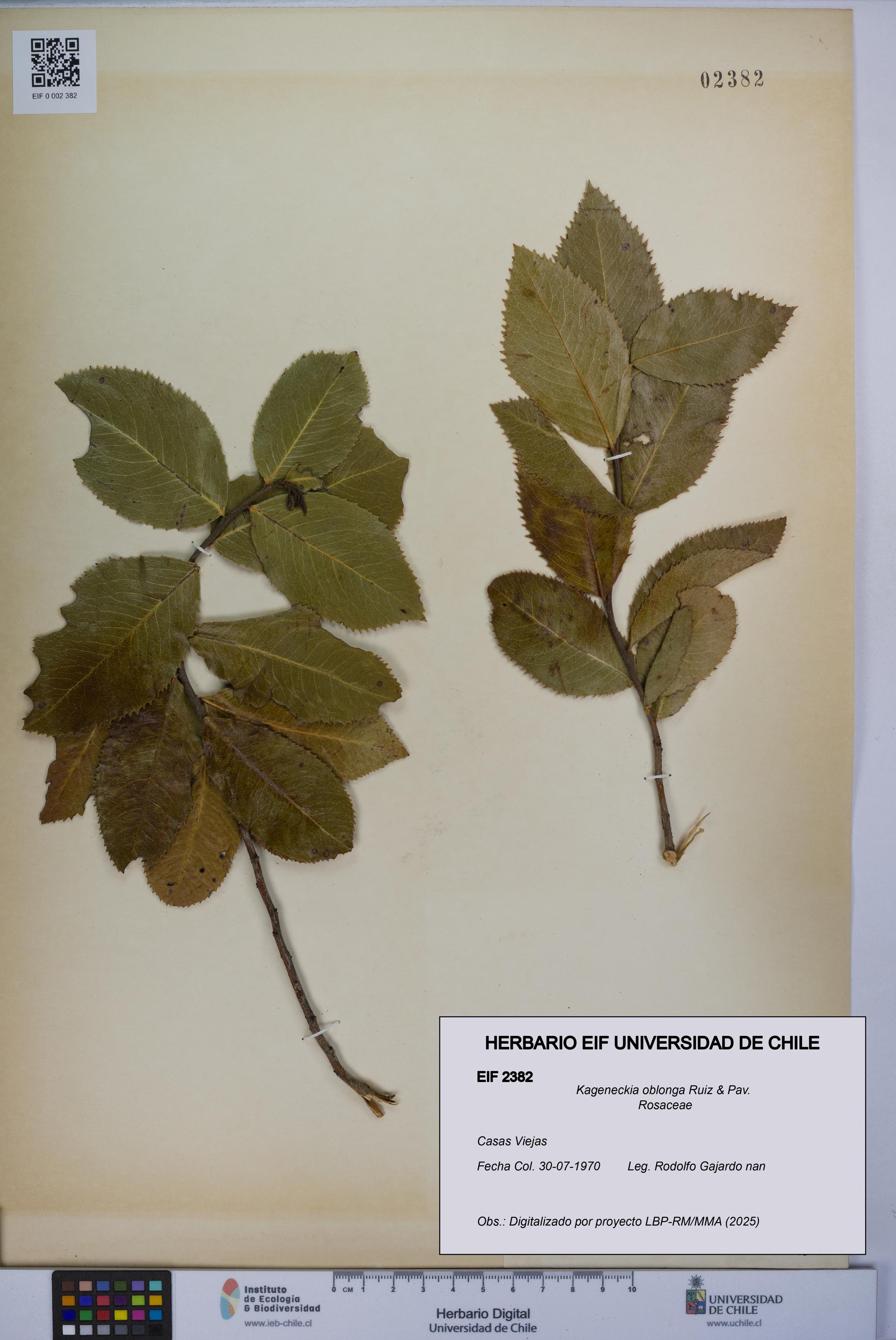 Kageneckia oblonga [Espécimen: UCH:EIF:0002382]