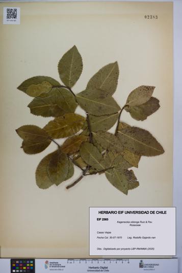 Kageneckia oblonga [Espécimen: UCH:EIF:0002383]