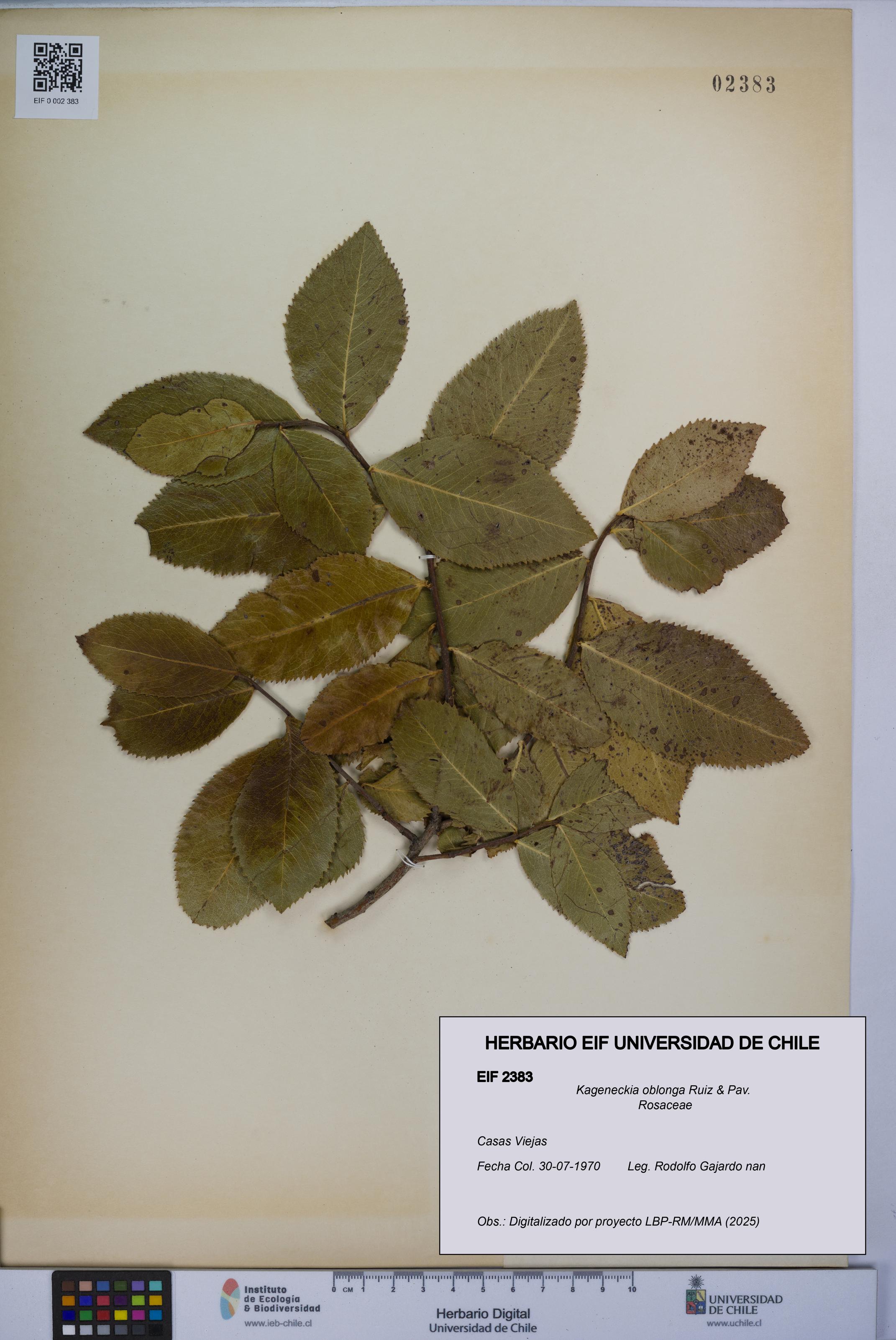 Kageneckia oblonga [Espécimen: UCH:EIF:0002383]