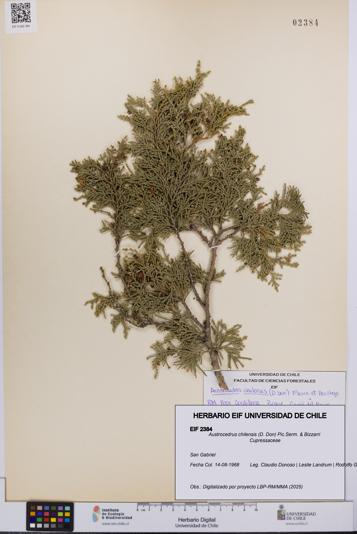 Austrocedrus chilensis [Espécimen: UCH:EIF:0002384]