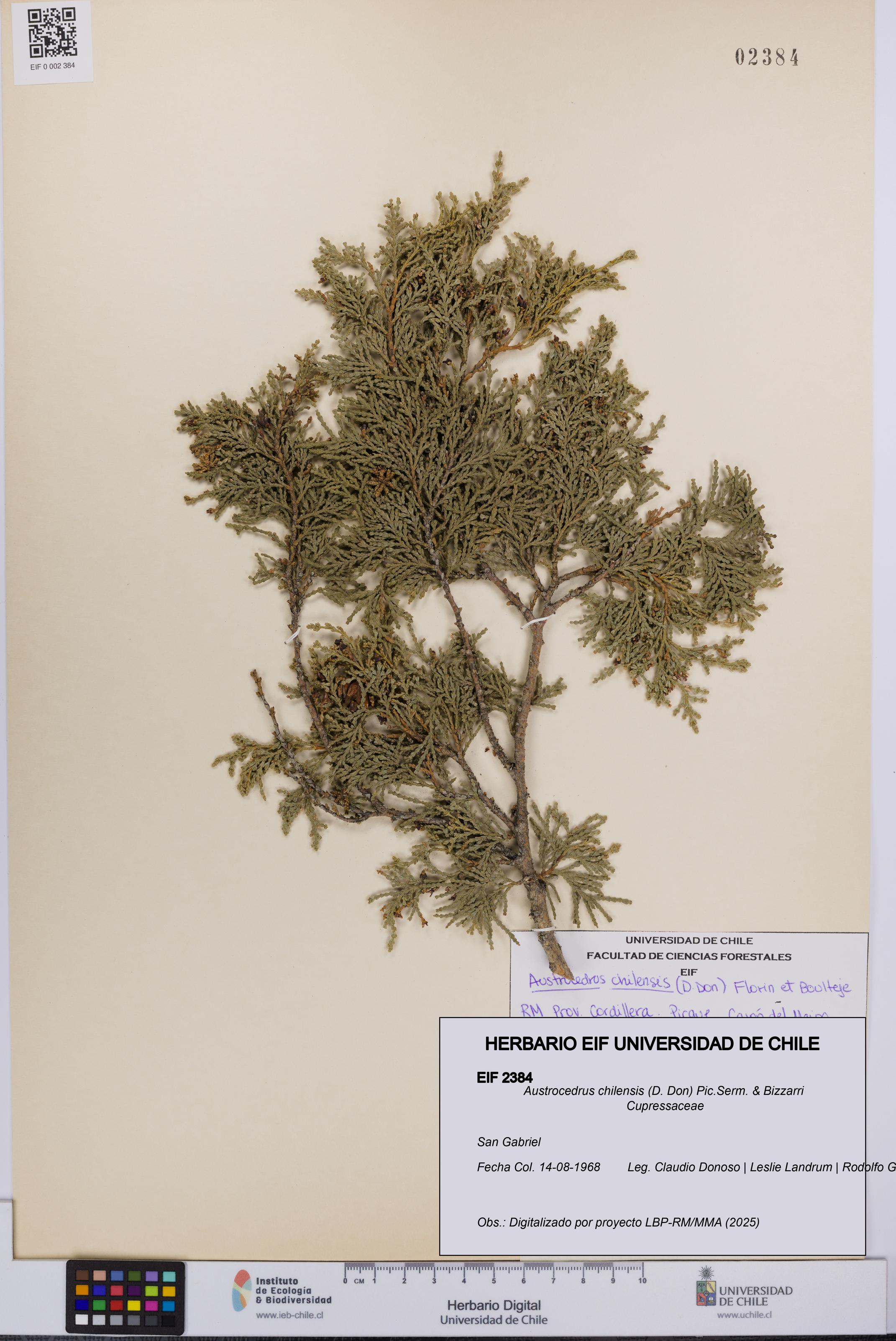 Austrocedrus chilensis [Espécimen: UCH:EIF:0002384]