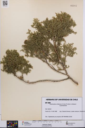 Austrocedrus chilensis [Espécimen: UCH:EIF:0002385]
