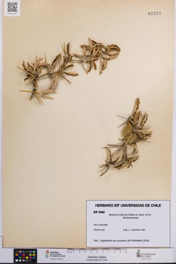 Berberis chilensis [Espécimen: UCH:EIF:0002392]
