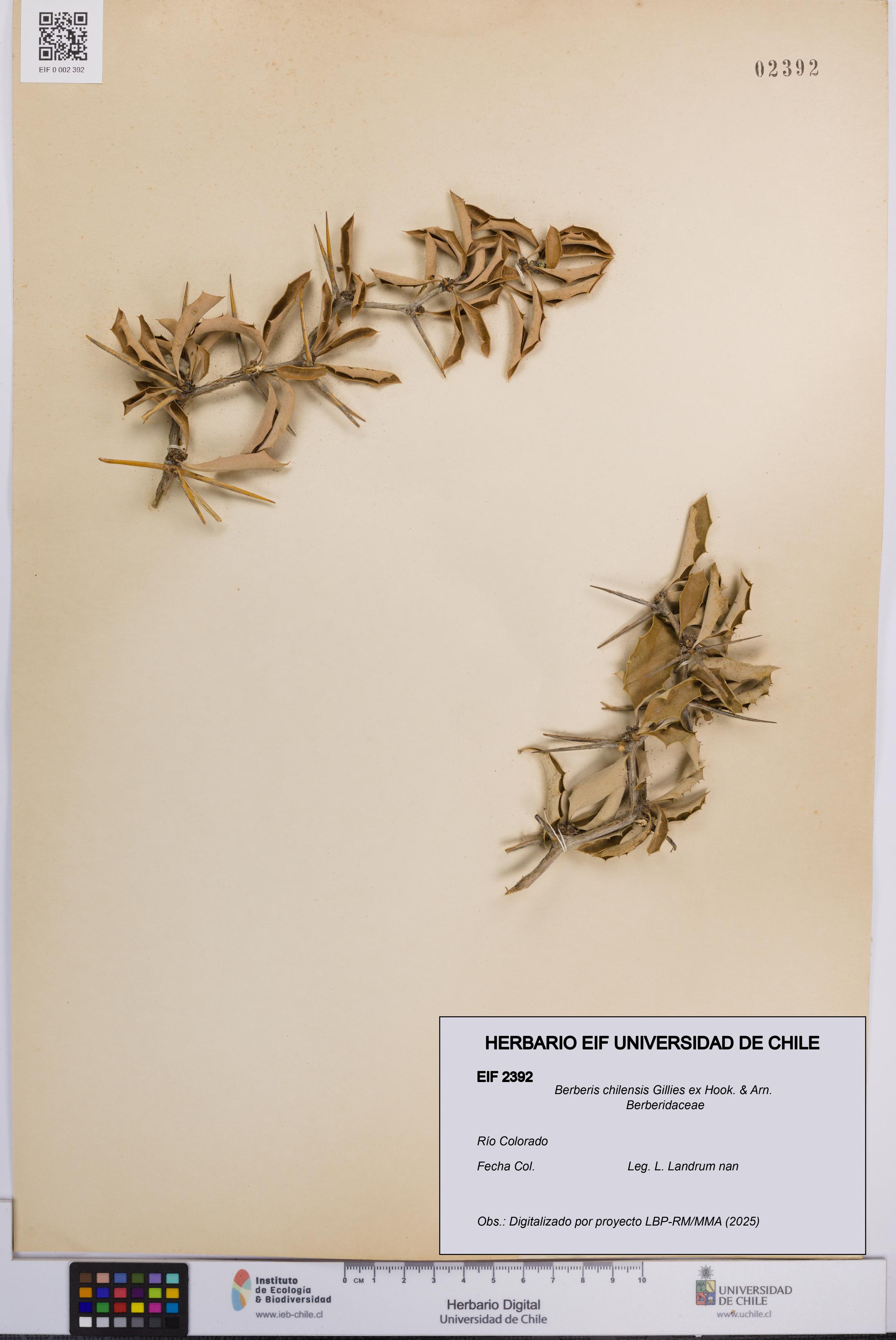 Berberis chilensis [Espécimen: UCH:EIF:0002392]