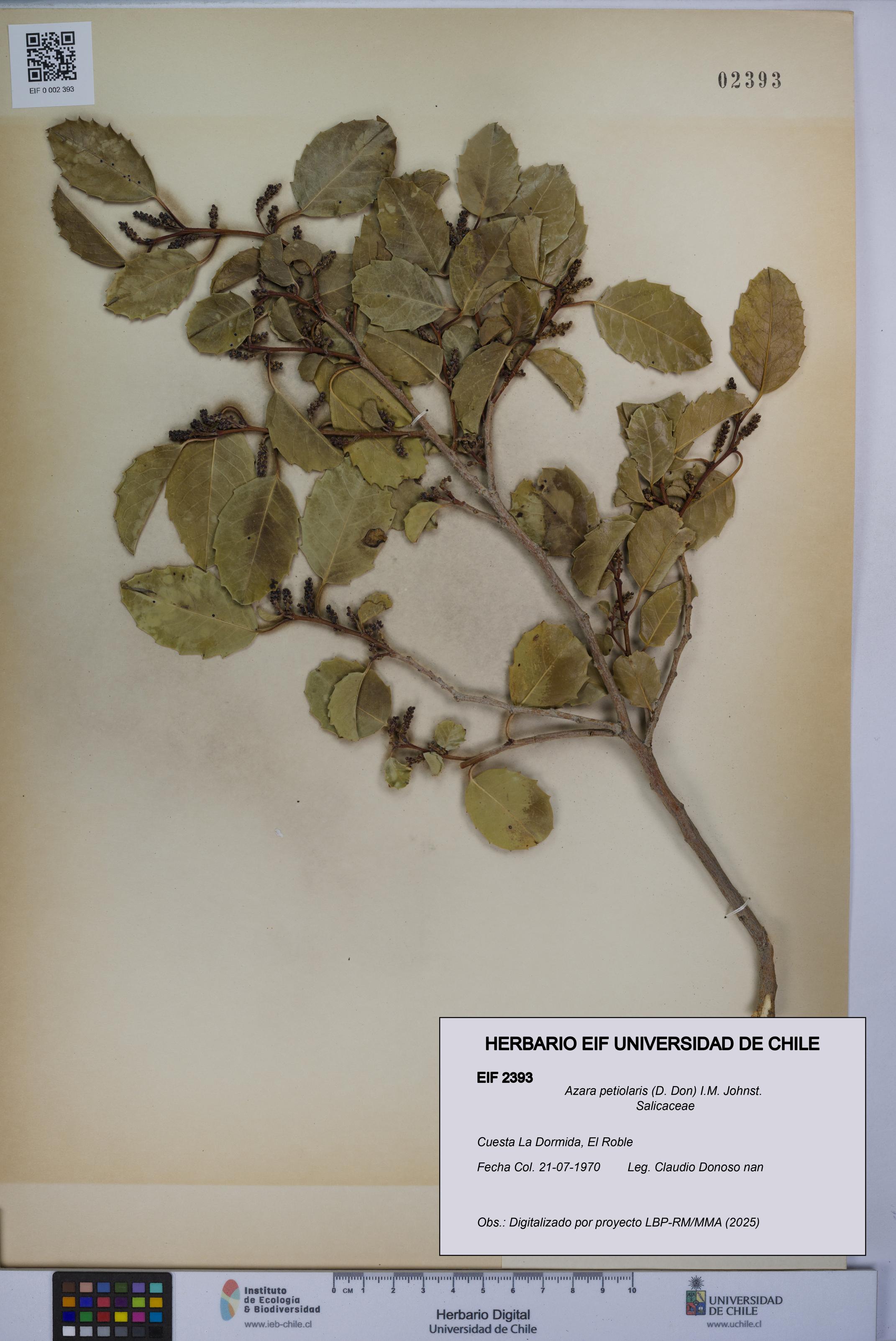 Azara petiolaris [Espécimen: UCH:EIF:0002393]