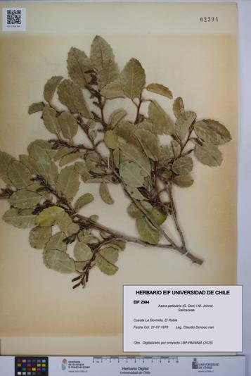 Azara petiolaris [Espécimen: UCH:EIF:0002394]