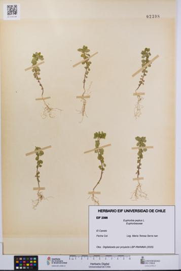 Euphorbia peplus [Espécimen: UCH:EIF:0002398]